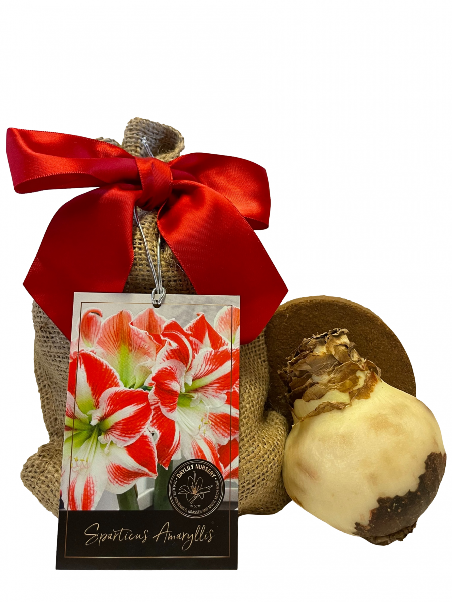 daylilynursery: Spartacus Amaryllis Bulb in Burlap Gift Bag
